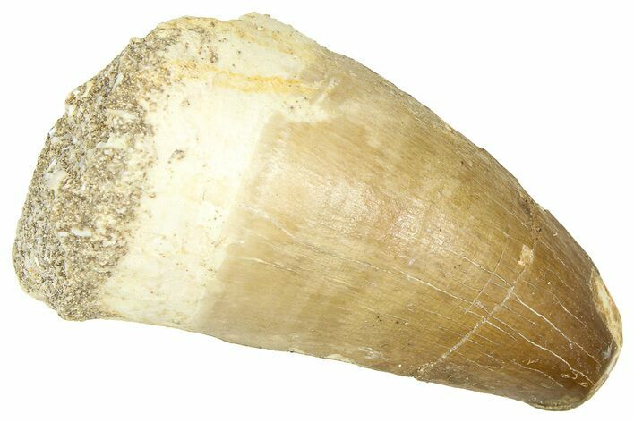 Fossil Mosasaur (Thalassotitan) Tooth - Morocco #374485